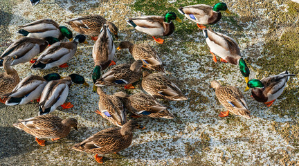 Shoreline Birds Feeding 4