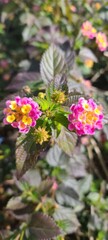 Obraz premium flowers in the garden
