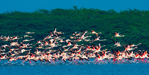 flying Flamingos over the logon