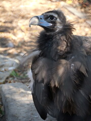 Close-up of a Large Cinereous Vulture