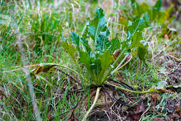 A sugar beet plant is growing amidst the grass, with its green leaves slightly spotted and roots exposed in the soil