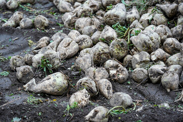 Obraz premium Freshly harvested sugar beets lay scattered on the soil
