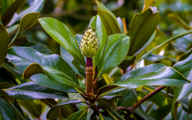 Fototapeta premium Lush green foliage and fruit of magnolia