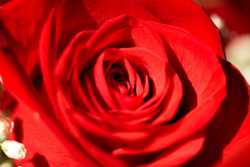 Macro róża © Theoluskaa