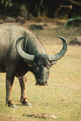 Obraz premium wild nature