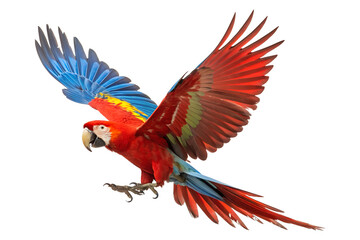 Obraz premium Scarlet Macaw in Flight with Vibrant Wings Spread Wide, Colorful macaw parrot, vibrant feathers isolated on white background