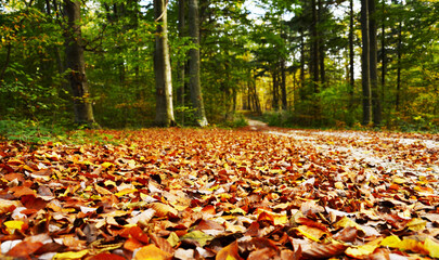 park in autumn