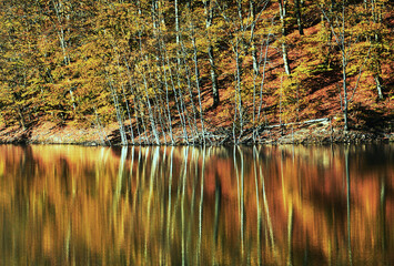lake in autumn forest
