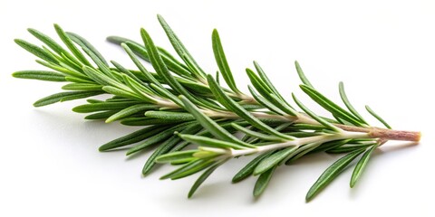 Fototapeta premium Fresh Sprig of Rosemary on White Background, Rosemary Sprig, Herb