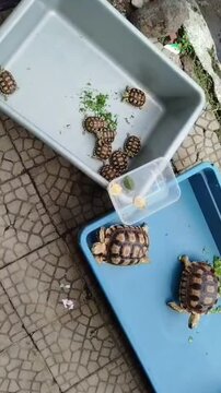 Four pet turtles in a turtle pen