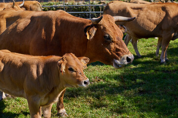 Fototapeta premium Herd of brown cows in a pen