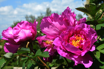 Fototapeta premium Peonia rosa