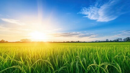 Obraz premium Lush Green Rice Fields Under a Bright Sunrise Sky with Gentle Clouds and Golden Light from the Sun Creating a Tranquil Rural Landscape in the Countryside