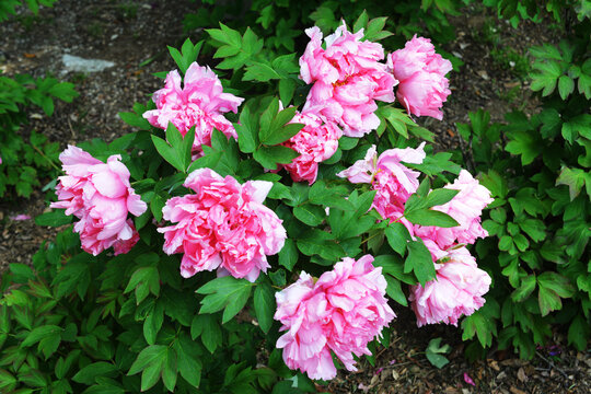 Peonie rosa