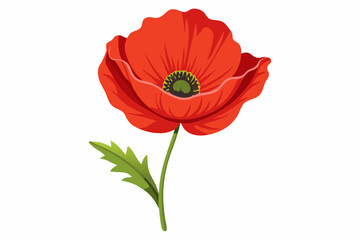 Fototapeta premium Single poppy flower isolated over white background