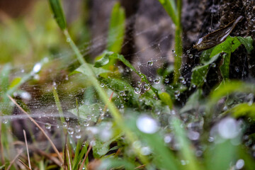 Obraz premium dew on the grass