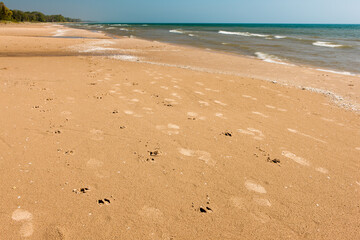 Deer tracks and human foot prints align the Lake Michigan beach, almost as if they all walking together, at Harrington Beach State Park, Belgium, Wisconsin in late May.