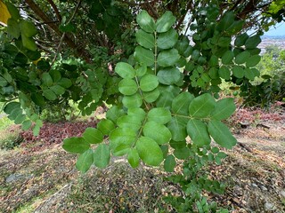  Carob tree (Ceratonia siliqua L) fresh leaves. Close-up. Carob Tree (Ceratonia Siliqua), grown...