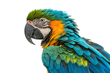 Obraz premium Close Up of Colorful Macaw Parrot with Vibrant Feathers isolated on white background