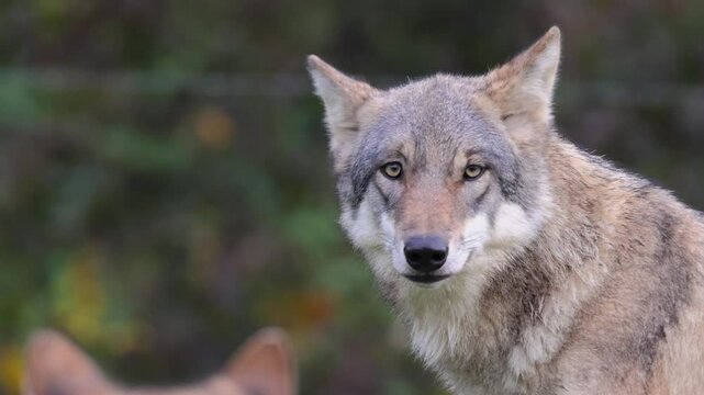 Tired male grey wolf yawning in the forest. Eurasian wolf, (Canis lupus lupus), also known as the common wolf in 4K.
