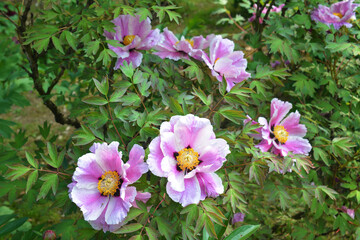 Peonie Rosa © RICCARDO-SPINELLA