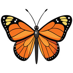 viceroy butterfly vector illustrations on a white background.