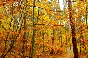 Fototapeta premium autumn forest in gold and orange warm colors
