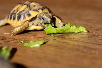 Young tortoise munching on a fresh green lettuce leaf on a wooden surface