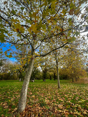 PAISAJE DE OTOÑO. ÁRBOLES. HOJAS SECAS.