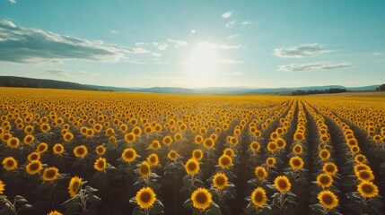 Fototapeta premium Sunlit Field of Sunflowers Under a Blue Sky