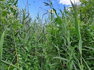 Obraz premium green field