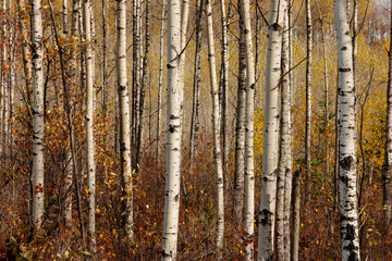 Obraz premium The yellow leaves lightly accents the trunks of the aspen trees in a grove in early October near Harshaw, Wisconsin in Vilas County