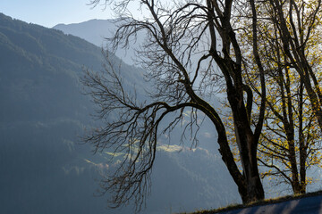 silhouette of tree in autumn with mountains and sky in the background