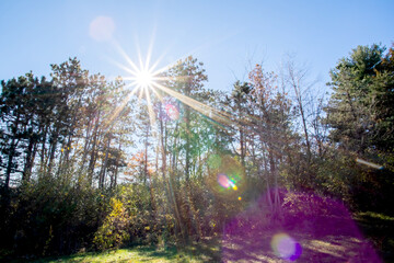 sun shining through trees in the forest with a clear blue sky on an autumn day. 