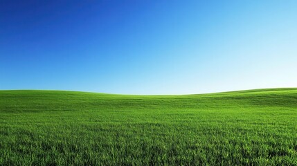 Fototapeta premium a serene landscape of lush green grass under a clear blue sky, embodying peace and tranquility in a vast pastoral setting, inviting relaxation and reflection