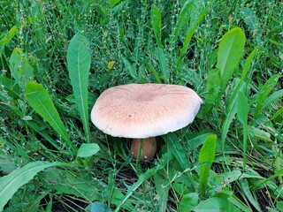 mushroom in the forest