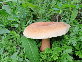 mushrooms in the grass