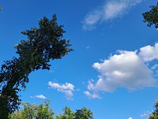 Obraz premium sky and trees