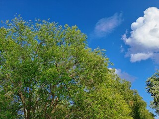 Obraz premium trees and blue sky