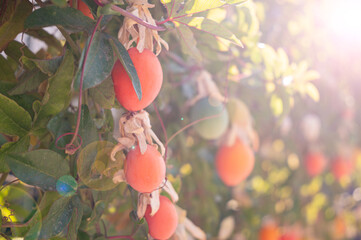 beautiful video of ripe fruits hanging on trees in a Mediterranean orchard in Sardinia, capturing...