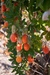 beautiful video of ripe fruits hanging on trees in a Mediterranean orchard in Sardinia, capturing the vibrant colors and lush greenery. Ideal for content related to agriculture