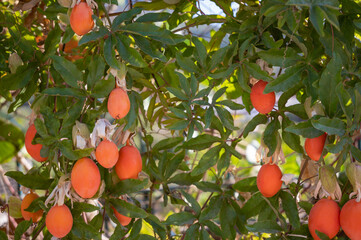 beautiful video of ripe fruits hanging on trees in a Mediterranean orchard in Sardinia, capturing the vibrant colors and lush greenery. Ideal for content related to agriculture