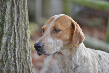 Portrait of a Foxhound head.