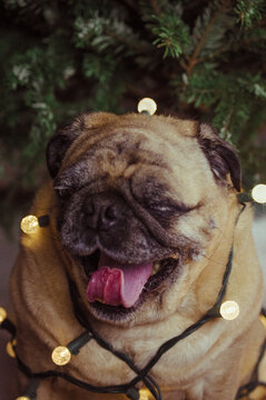 Yawning holiday pug, draped in Christmas lights