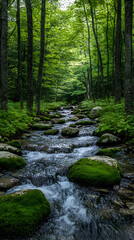 Obraz premium A clear stream flows through a lush, green forest, surrounded by moss-covered rocks and trees.