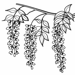 A wisteria branch, side view, line art vector silhouette