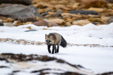 Cross fox near Hudson Bay outside of Churchill, Manitoba