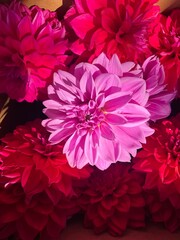 Pink and Red Dahlia Flowers in Sunlight
