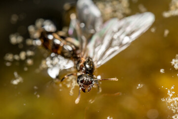 Flying ant floating in water