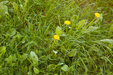 spring background: yellow dandelions among green grass